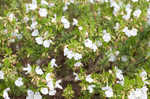 Apalachicola false rosemary